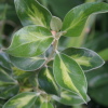Olearia traversii 'Tweedledum'